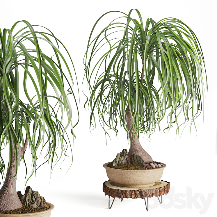 indoor plant beaucarnea recurvata