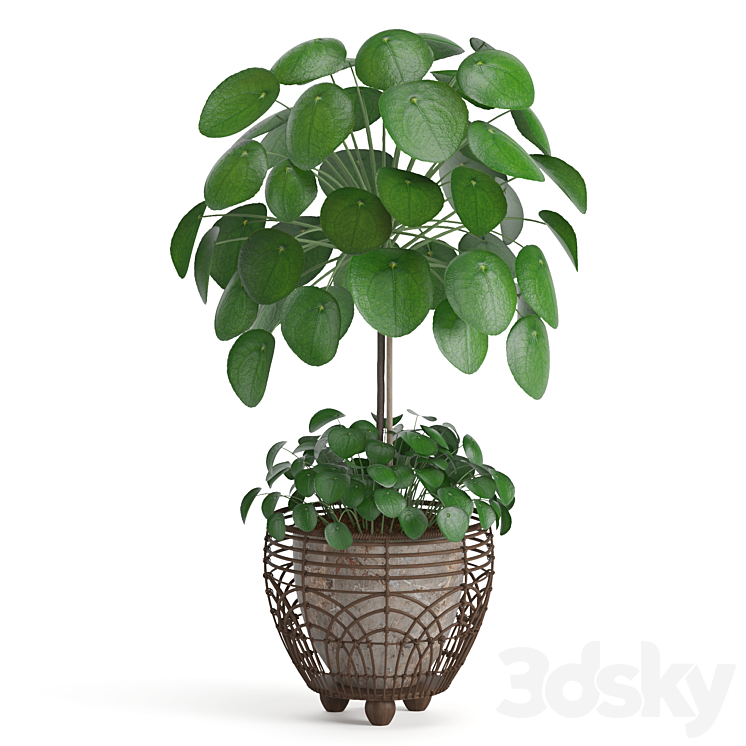Pilea