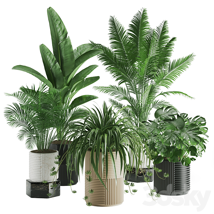 Indoor Plant Set 01 Majesty Palm, Bird of Paradise, Spider Flower, Areca Palm, Swiss Cheese