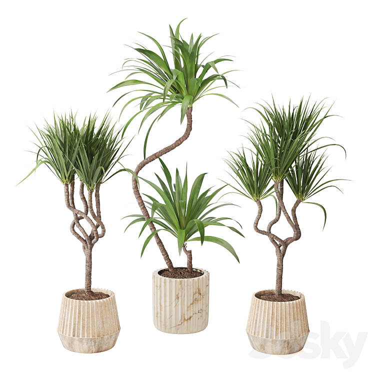 Indoor Plant Yucca set18
