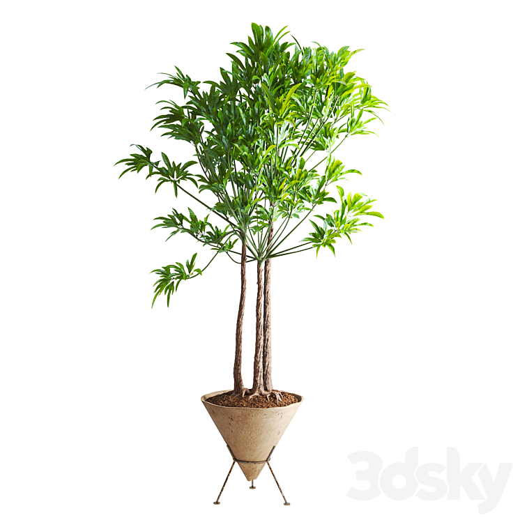 Philodendron fun bun in Willy Guhl Cone Planter