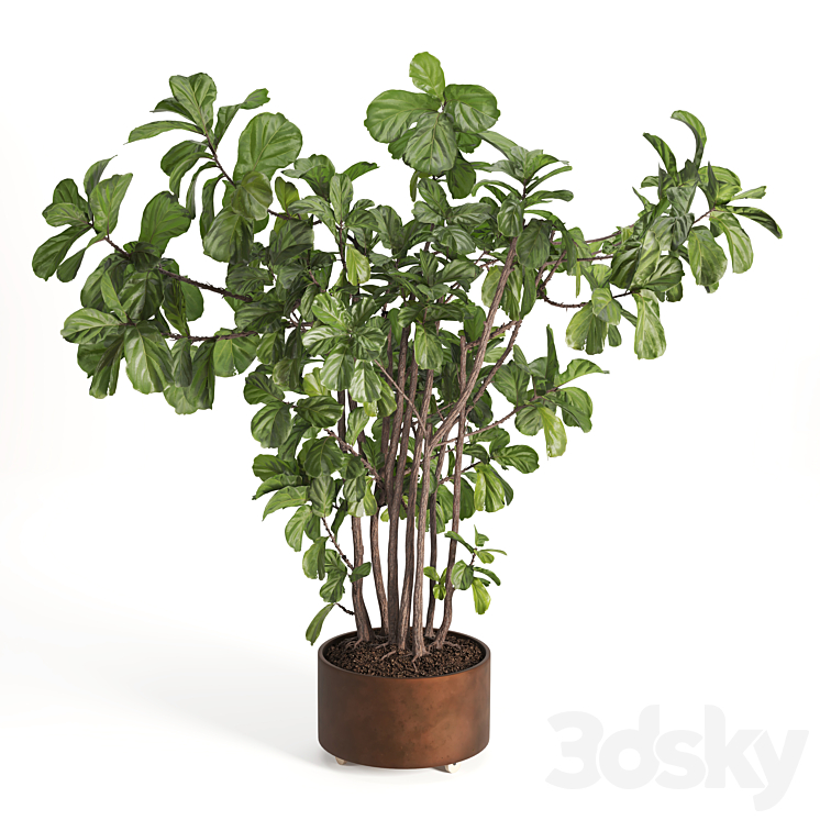 Indoor Plant Fiddle Fig set16
