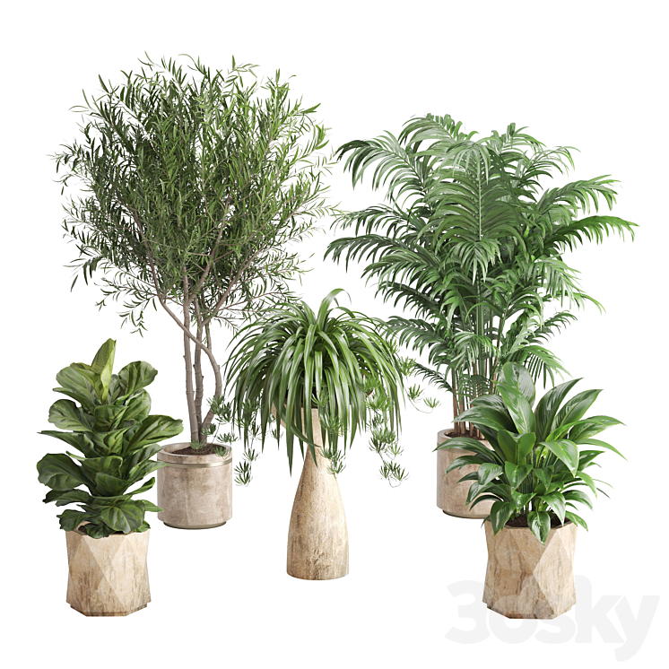 Fiddle Leaf Fig, Palm Tree, Spider Plant, Olive Tree, Dragon