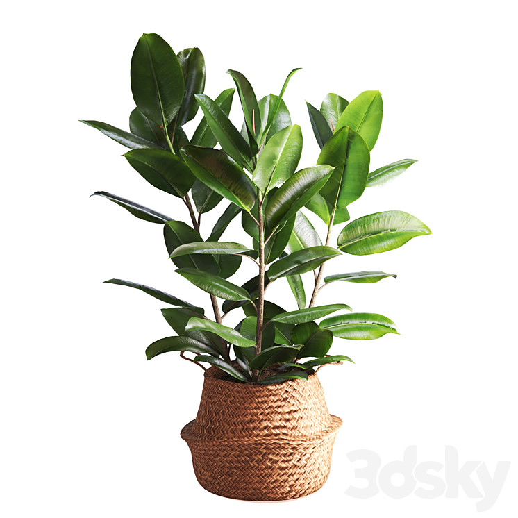 Ficus set 21 with Loose woven basket