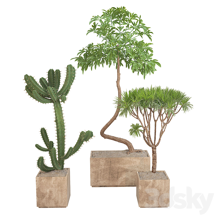 Cactus Yucca set