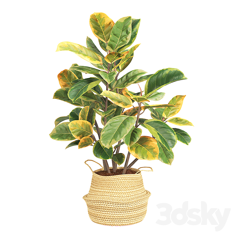 Ficus