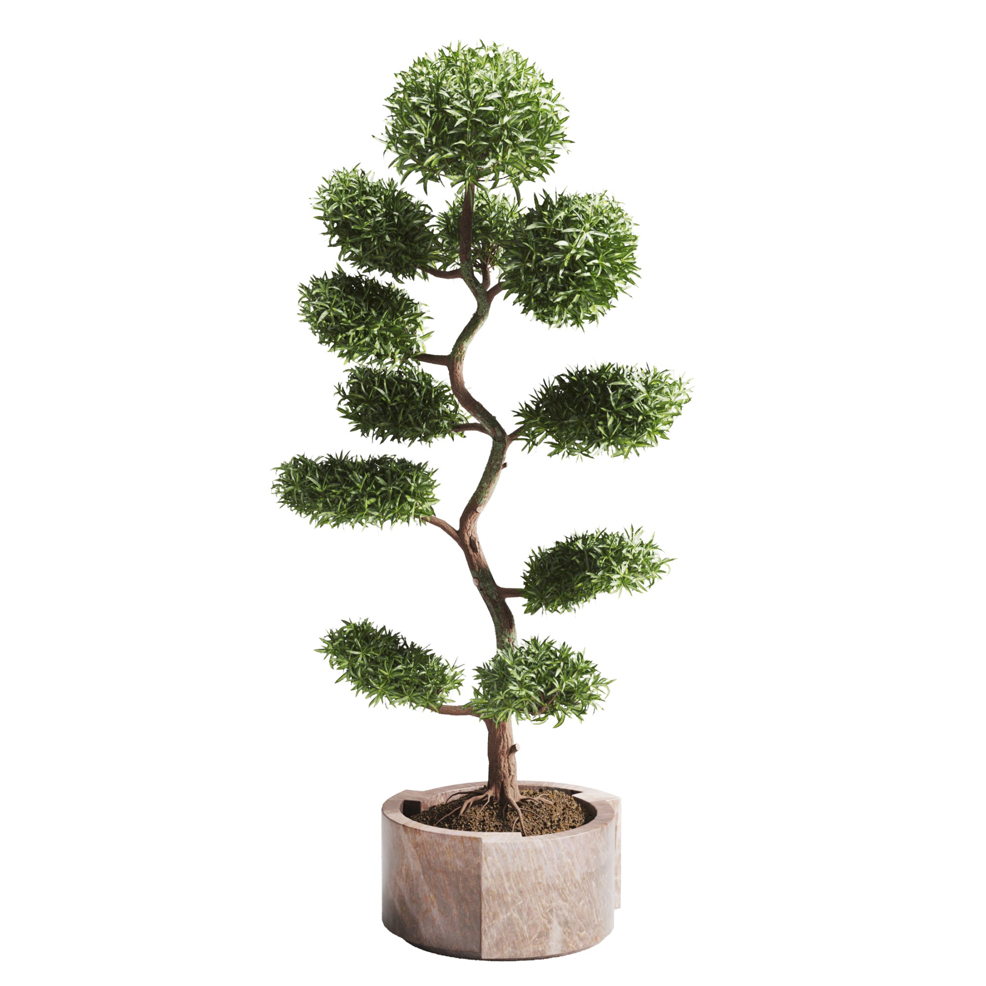 Bonsai tree