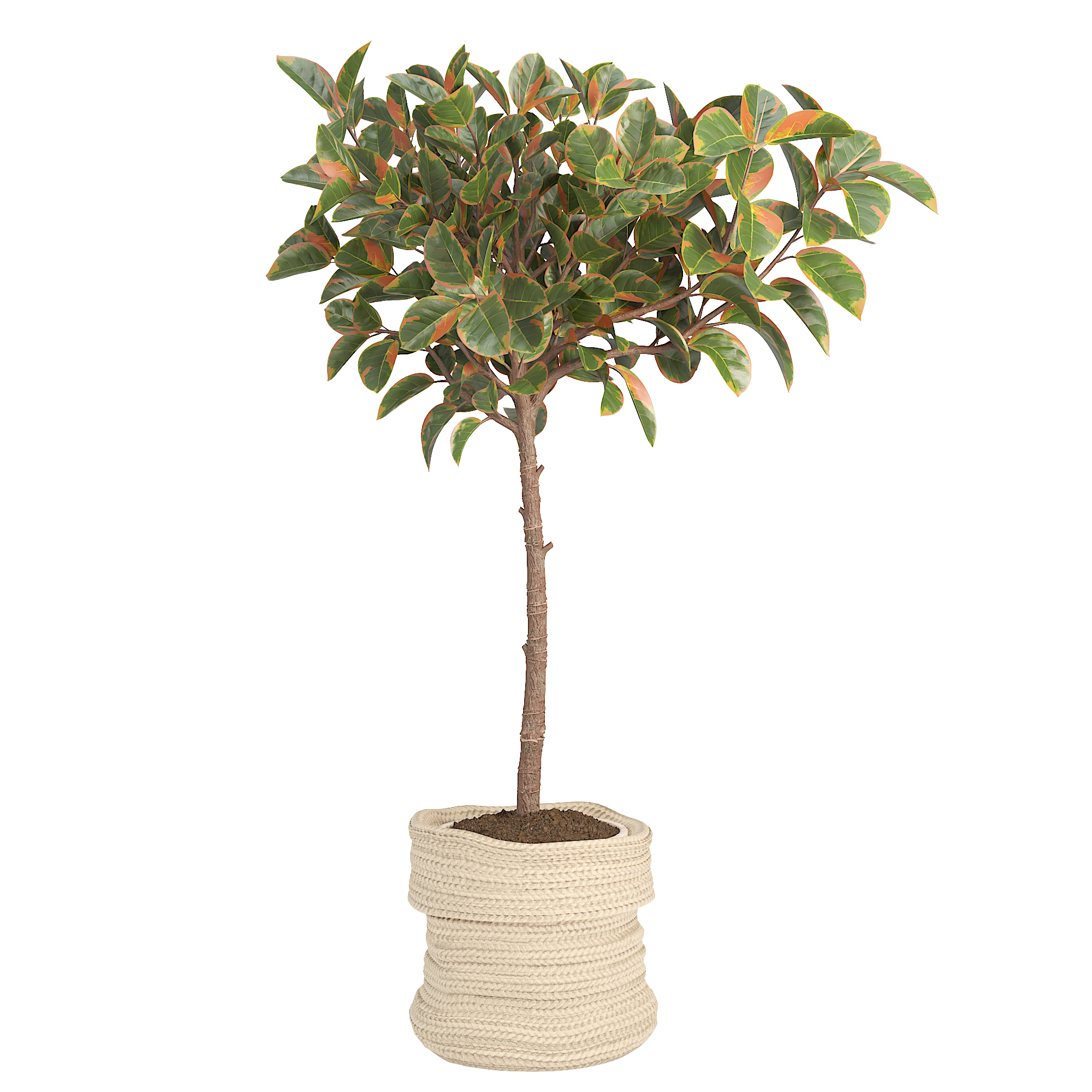 Indoor Plant Orange Ficus