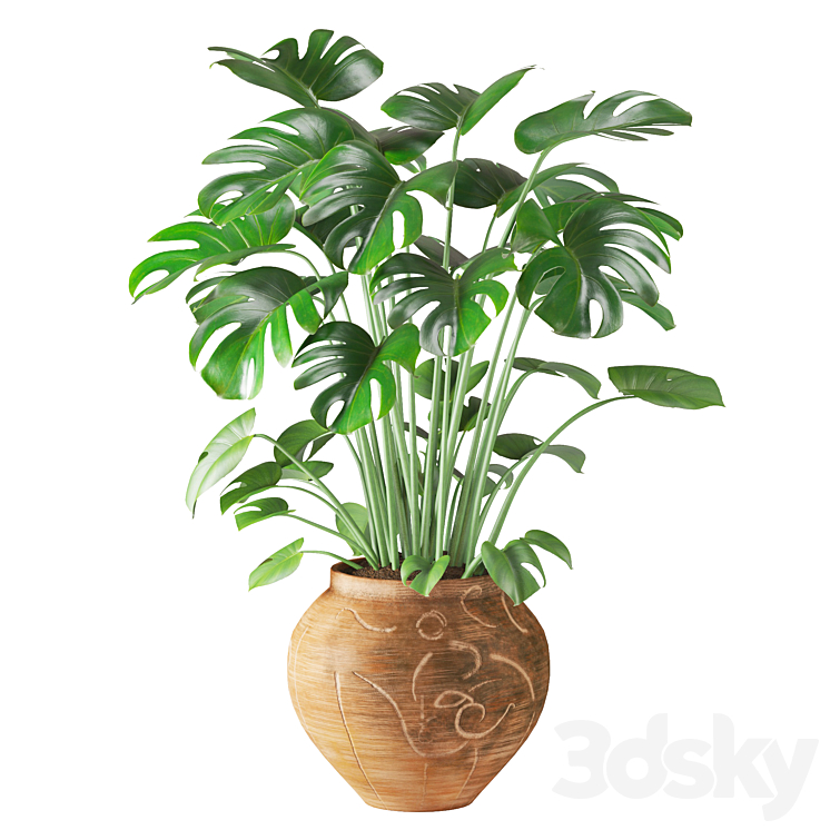 Monstera in Vintage Handmade Carved Pot