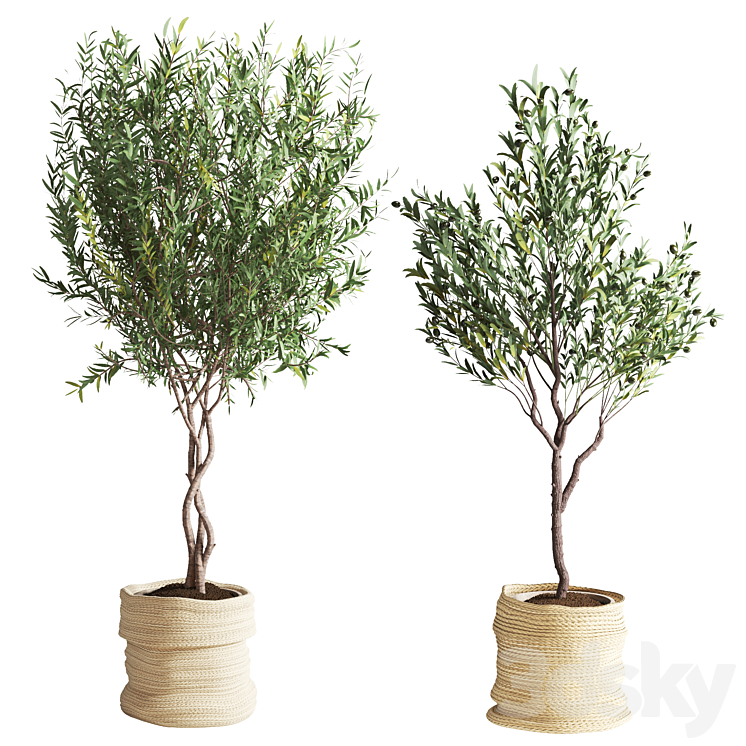 Olive Plant in Jute Pot