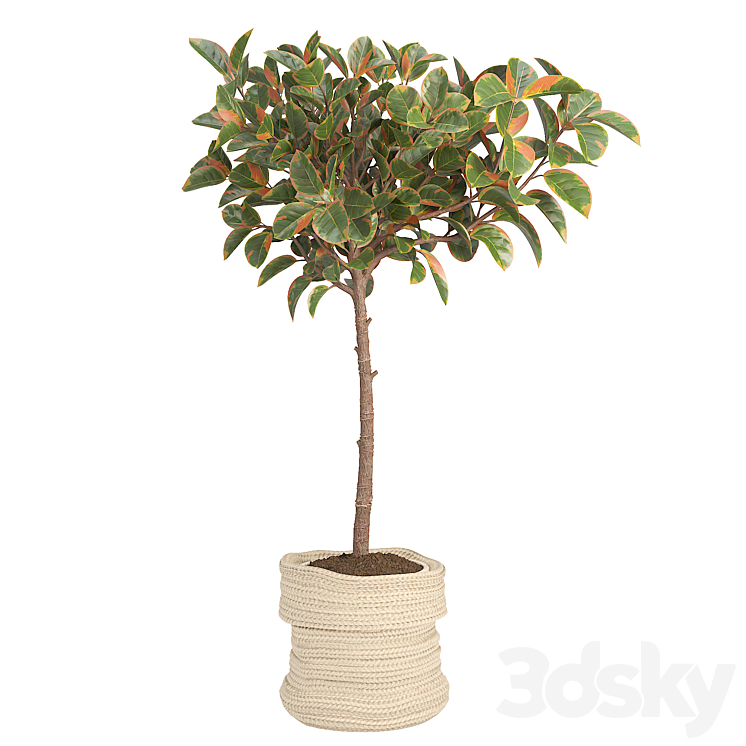 Orange Ficus in woven basket pot