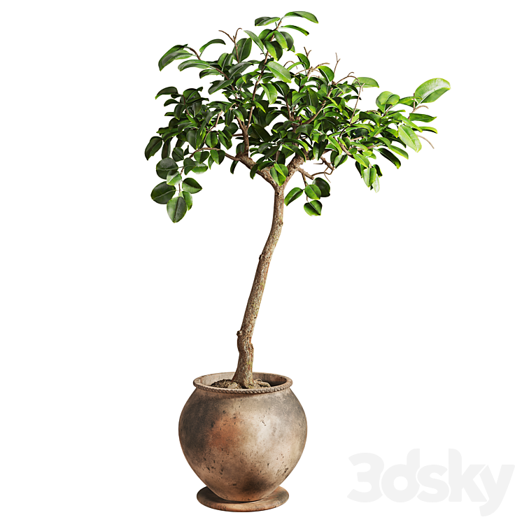 Ficus Plant in Rustic Clay Terracotta Pot