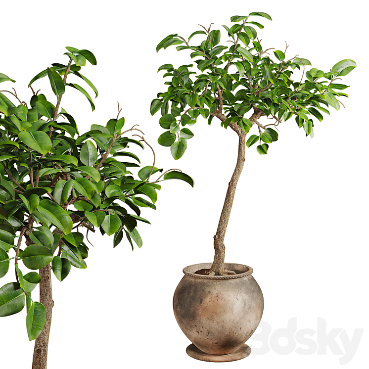 Ficus Plant in Rustic Clay Terracotta Pot
